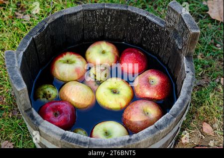 Ein alter Holzeimer mit Äpfeln, die im Wasser schwimmen, liegt an einem hellen Herbstnachmittag auf grünem Gras. Stockfoto