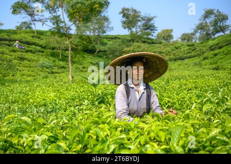 Ein Arbeiter posiert für ein Foto in einem Teegarten in Moulvibazar. Teepupfen ist eine spezielle Fähigkeit. Zwei Blätter und eine Knospe müssen gerupft werden, um den besten Geschmack zu bekommen und Gewinne zu erzielen. Die Berechnung des Tageslohns beträgt 170 Tk (1,60$) für das Pflücken von mindestens 22-23 kg Blättern pro Tag für einen Arbeiter. Die Gegend von Sylhet hat über 150 Gärten, darunter drei der größten Teegärten der Welt, beide in der Gegend. Fast 300.000 Beschäftigte sind auf den Teeständen beschäftigt, von denen über 75 % Frauen sind. Die Arbeitsbedingungen und die Löhne werden als sehr niedrig angesehen. Stockfoto