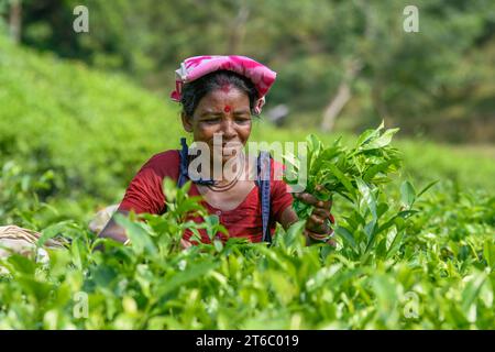 Eine Arbeiterin sah, wie sie Teeblätter aus einem Teegarten in Moulvibazar pflückte. Teepupfen ist eine spezielle Fähigkeit. Zwei Blätter und eine Knospe müssen gerupft werden, um den besten Geschmack zu bekommen und Gewinne zu erzielen. Die Berechnung des Tageslohns beträgt 170 Tk (1,60$) für das Pflücken von mindestens 22-23 kg Blättern pro Tag für einen Arbeiter. Die Gegend von Sylhet hat über 150 Gärten, darunter drei der größten Teegärten der Welt, beide in der Gegend. Fast 300.000 Beschäftigte sind auf den Teeständen beschäftigt, von denen über 75 % Frauen sind. Die Arbeitsbedingungen und die Löhne werden als sehr niedrig angesehen. (Foto: Piyas Biswas/S Stockfoto