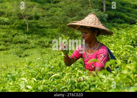 Eine Arbeiterin sah, wie sie Teeblätter aus einem Teegarten in Moulvibazar pflückte. Teepupfen ist eine spezielle Fähigkeit. Zwei Blätter und eine Knospe müssen gerupft werden, um den besten Geschmack zu bekommen und Gewinne zu erzielen. Die Berechnung des Tageslohns beträgt 170 Tk (1,60$) für das Pflücken von mindestens 22-23 kg Blättern pro Tag für einen Arbeiter. Die Gegend von Sylhet hat über 150 Gärten, darunter drei der größten Teegärten der Welt, beide in der Gegend. Fast 300.000 Beschäftigte sind auf den Teeständen beschäftigt, von denen über 75 % Frauen sind. Die Arbeitsbedingungen und die Löhne werden als sehr niedrig angesehen. (Foto: Piyas Biswas/S Stockfoto