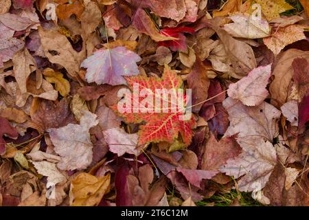 Ein rotes Ahornblatt ragt im Herbst zwischen einem Haufen brauner, gefallener Blätter hervor. Stockfoto