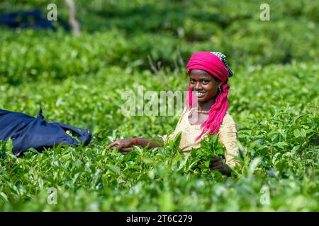 Sylhet, Moulvibazar, Bangladesch. November 2023. Ein Arbeiter posiert für ein Foto in einem Teegarten in Moulvibazar. Teepupfen ist eine spezielle Fähigkeit. Zwei Blätter und eine Knospe müssen gerupft werden, um den besten Geschmack zu bekommen und Gewinne zu erzielen. Die Berechnung des Tageslohns beträgt 170 Tk (1,60$) für das Pflücken von mindestens 22-23 kg Blättern pro Tag für einen Arbeiter. Die Gegend von Sylhet hat über 150 Gärten, darunter drei der größten Teegärten der Welt, beide in der Gegend. Fast 300.000 Beschäftigte sind auf den Teeständen beschäftigt, von denen über 75 % Frauen sind. Arbeitsbedingungen und Löhne gelten als V Stockfoto