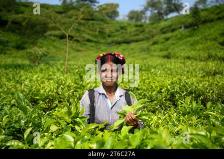 Sylhet, Moulvibazar, Bangladesch. November 2023. Ein Arbeiter posiert für ein Foto in einem Teegarten in Moulvibazar. Teepupfen ist eine spezielle Fähigkeit. Zwei Blätter und eine Knospe müssen gerupft werden, um den besten Geschmack zu bekommen und Gewinne zu erzielen. Die Berechnung des Tageslohns beträgt 170 Tk (1,60$) für das Pflücken von mindestens 22-23 kg Blättern pro Tag für einen Arbeiter. Die Gegend von Sylhet hat über 150 Gärten, darunter drei der größten Teegärten der Welt, beide in der Gegend. Fast 300.000 Beschäftigte sind auf den Teeständen beschäftigt, von denen über 75 % Frauen sind. Arbeitsbedingungen und Löhne gelten als V Stockfoto