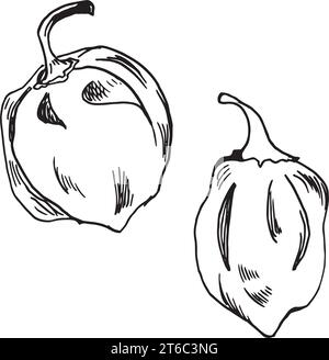 Habanero-Vektor-Illustration aus rotem Pfeffer isoliert auf weißem Hintergrund. Handgezeichnete Tinte mexikanischer, heißer Chili-Pfeffer. Schwarz-weiße Habanero-Grafik. Design el Stock Vektor