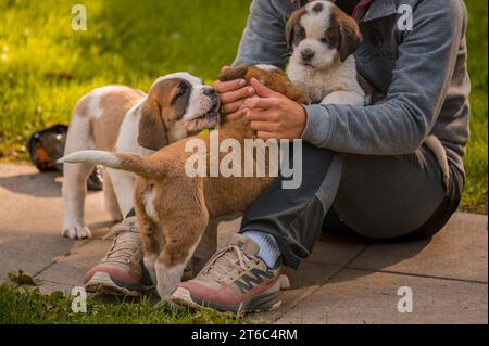 Hand streichelnder Hund. Leute, die mit braunen und weißen Bernhardiner-Hunden spielen. St. Bernhard. Alpine Spaniel. St. Bernhardshund. St. Bernhard. Alpine Spanie Stockfoto