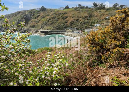 Der Hafen und die Meeresmauern von Lamorna Cove, Cornwall, West Country, England, Großbritannien Stockfoto