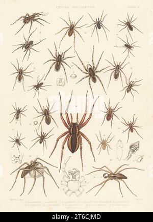 Wolfsspinne, Pardosa amentata 9, Pardosa saltans 10, Pardosa pullata 11, Nadelstreifenwolfsspinne, Pardosa monticola 12, Pardosa agricola 13, Arctosa leopardus 14, Wolfsspinne, Pirata latitans 15, Pirata piraticus 16, Pirata hygrophilus 17, Baumstammspinnen, Pisaura mirabilis 18, Fischspinnen, Dolomedes lucensis 19 und Dolomedes fimbriatus 20. Handkolorierte Lithographie von W. West nach Tuffen West aus John Blackwalls A History of the Spinnen of Great Britain and Ireland, Ray Society, London, 1861. Stockfoto