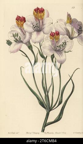 Peruanische Lilie oder Lilie der Inkas, Alstroemeria caryophyllaea. Die Ligtu, Alstroemeria ligtu. Handkolorierter Kupferstich von George Barclay nach einer botanischen Illustration von Sarah Drake aus dem Edwards Botanical Register, herausgegeben von John Lindley, herausgegeben von James Ridgway, London, 1839. Stockfoto