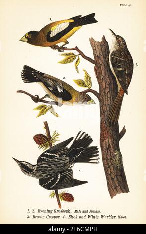 Abendlicher Grosschnabel, Coccothraustes vespertinus 1,2, brauner Kriecher, Certhia americana 3, und schwarz-weiß-Grasblüher, Mniotilta varia 4. Chromolithographie nach einer ornithologischen Illustration von John James Audubon aus dem Benjamin Harry Warrens Report on the Birds of Pennsylvania, E.K. Mayers, Harrisburg, 1890. Stockfoto