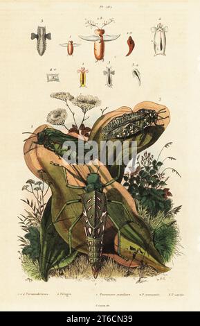 Blasengriesen, Pneumora inanis, Bullacris unicolor, Physemacris variolosa (Pneumora scuttelaris, P. immaculata, P. variolosa), Seengel, Pneumoderma-Arten. Handkolorierter Stahlstich von du Casse nach einer Illustration von Adolph Fries aus Felix-Edouard Guerin-Meneville's Dictionnaire Pittoresque d'Histoire Naturelle, Paris, 1834-39. Stockfoto