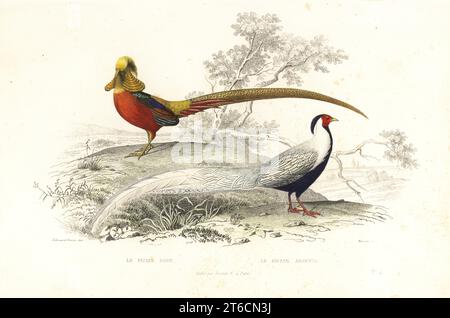 Goldener Fasan, Chrysolophus pictus und Silberfasan, Lophura nycthemera. Le faisan dore, le faisan argene. Handkolorierter Stahlstich von Manceau nach einer Illustration von Edouard Travies aus Achille Richards Oeuvres Completes de Buffon, Pourrat Freres, Paris, 1839. Stockfoto