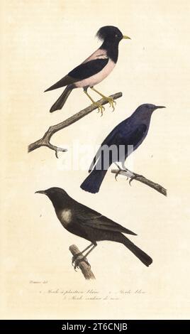 Ring Ouzel, Turdus torquatus 1, blaue Steindrossel, Monticola solitarius 2, und rosiger Star, Pastor roseus 3. Le merle a plastron Blanc, le merle bleu, Turdus cyanus, le merle couleur de Rose, Turdus roseus. Handkolorierter Stahlstich nach einer Illustration von Edouard Travies aus Achille Richards Oeuvres Completes de Buffon, Pourrat Freres, Paris, 1839. Stockfoto