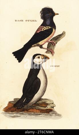 Rosy Starling, Pastor roseus und Atlantischer Papageientaucher, Fratercula arctica. Rose Ouzel und Papageientaucher. Handkolorierter Holzschnitt nach einer Illustration von Edward Donovan aus der Naturgeschichte der Vögel, herausgegeben von Brightly and Childs, Bungay, Suffolk, 1815. Charles Brightly gründete 1795 in Bungay eine Gießerei für Druck und Stereotype und ging 1808 eine Partnerschaft mit dem nonkonformistischen Radikalen-Drucker John Firby Childs ein. Stockfoto