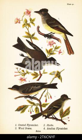 Großer Haubenfliegenfänger, Myiarchus crinitus 1, östliche phoebe, Sayornis phoebe 2, östliches Holz-pewee, Contopus virens 3 und acadian Fliegenfänger Empidonax virescens 4. Haubenflieger, phoebe, Holz-pewee und acadian-Fliegenfänger. Chromolithographie nach einer ornithologischen Illustration von John James Audubon aus dem Benjamin Harry Warrens Report on the Birds of Pennsylvania, E.K. Mayers, Harrisburg, 1890. Stockfoto