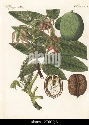 Persischer Walnuss, englischer Walnuss, Karpaten-Walnuss, Madeira-Walnussbaum oder gewöhnlicher Walnussbaum, Juglans regia. Mit Zweig, Blatt, Obst, Schnitt durch Nuss. Die Botanicals wurden von Henriette und Conrad Westermayr, F. Götz und C. Ermer gezeichnet. Handkolorierter Kupferstich aus Carl Bertuchs Bilderbuch fur Kinder, Weimar, 1813. Eine 12-bändige Enzyklopädie für Kinder, illustriert mit fast 1.200 gravierten Platten über Naturgeschichte, Wissenschaft, Kostüm, Mythologie usw., veröffentlicht von 1790-1830. Stockfoto