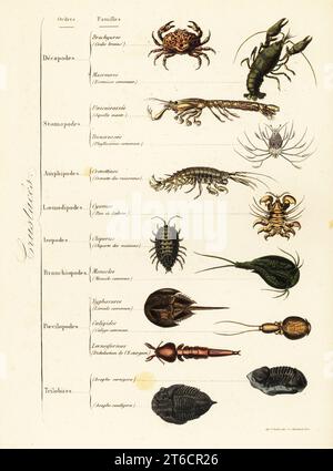 Ordnungen von Meereskrebstieren und Landkrebstieren. Eierkrebse, Atergatis floridus, Europäische Krebse, Astacus astacus, Mantis Shrimps, Squilla Mantis, Süßwassergarnelen, Atyaephyra desmaresti Pille Holzlaus, Armadillidium vulgare, Fischlaus, Argulus foliaceus, Hufeisenkrabbe, Limulus polyphemus usw. Brachyures, Krabbenbronze, Macroures, ecrevisse Commune, Unicuirasses, Squille mante, Bicuirasses, Phyllosome commun, Crevettines, Crevette des ruisseaux, Cyames, Poe de baleine, Cloporte des Maisons, Monocle Commun, Limule Commun, Calige Commun, Dichelestion de lEsturgeon, Asaphe cornigera, Asaphe Stockfoto