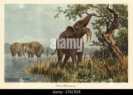 Deinotherium giganteum zieht mit seinem Stamm hohes Laub herunter. Dinotherium war ein prähistorischer Verwandter des Elefanten mit nach unten geschwungenen Stoßzähnen. Farbige Illustration von Heinrich Harder von Wilhelm Bolsches Tiere der Urwelt, Reichardt Cocoa Company, Hamburg, 1908. Heinrich Harder (1858–1935) war ein deutscher Landschaftskünstler und Buchillustrator. Stockfoto