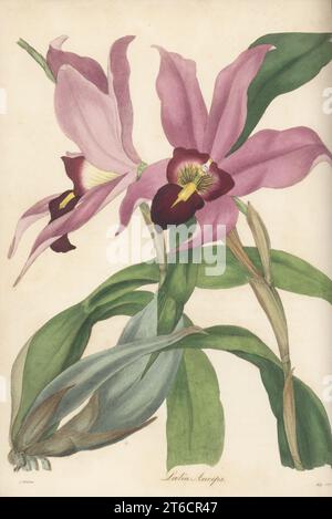 Zweischneidige laelia Orchidee, Laelia anceps. Importiert aus Mexiko von Gärtnerin George Loddiges. Handkolorierter Kupferstich nach einer botanischen Illustration von Samuel Holden aus dem Joseph Paxtons Magazine of Botany, and Register of Flowering Plants, Band 4, Orr and Smith, London, 1837. Stockfoto