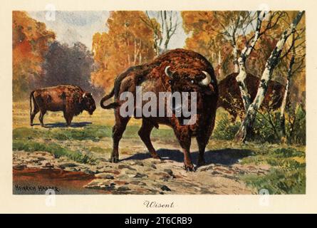 Europäischer Bison oder zubr auf einer Waldlichtung. Der Wisent, Europäischer Bison oder zubr, Bison bonasus, ist eine gefährdete Art des eurasischen Bisons. Farbige Illustration von Heinrich Harder von Wilhelm Bolsches Tiere der Urwelt, Reichardt Cocoa Company, Hamburg, 1908. Heinrich Harder (1858–1935) war ein deutscher Landschaftskünstler und Buchillustrator. Stockfoto