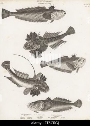 Grossweever, Trachinus draco 1,2, Atlantischer Sterngucker, Uranoscopus Scaber 3 und Drache, Callionymus lyra 4,5. Kupferstich von Thomas Milton aus Abraham Rees' Cyclopedia oder Universal Dictionary of Arts, Sciences and Literature, Longman, Hurst, Rees, Orme and Brown, Paternoster Row, London, 1. Juli 1811. Stockfoto