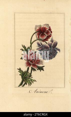 Hybride Mohnanemone, Anemone coronaria. Handkolorierter Kupferstich nach einer Illustration von Pancrace Bessa von Charles Malos Guirlande de de Flore, Garland of Flowers, Chez Janet, Paris, 1816. Ein Geschenkbuch für Damen mit feinen Miniatur-Botanicals von Bessa, einer der großen französischen Blumenmaler des 19. Jahrhunderts. Stockfoto