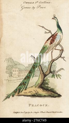 Indische Pfauze oder Pfau, Pavo cristatus. Handkolorierter Kupferstich aus Samuel Galton Jr.s Natural History of Birds mit einer Vielzahl von Fakten ausgewählt von mehreren Writers for the Amusement and Instruction of Children, London, Joseph Johnson, 1791. Stockfoto