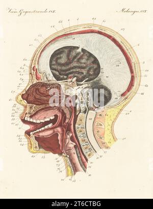 Anatomie des Geruchs- oder Geruchssinns in der menschlichen Nase. Schnitt durch den menschlichen Kopf mit Nasenhöhle mit kribriformer Platte, ofaktorischen Nerven, Bulbus und Trakt, Gehirn, Wirbelsäule, usw. L'organe de l'odorat ou le nez de l'homme. Handkolorierter Kupferstich aus Carl Bertuchs Bilderbuch fur Kinder, Weimar, 1815. Eine 12-bändige Enzyklopädie für Kinder, illustriert mit fast 1.200 gravierten Platten über Naturgeschichte, Wissenschaft, Kostüm, Mythologie usw., veröffentlicht von 1790-1830. Stockfoto