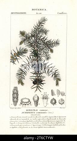 Gemeinsamer Wacholder, Juniperus communis. Ginepro comune. Handfarbige Kupferstichgravur aus Jussieus Dizionario delle Scienze NATURALI, Wörterbuch der Naturwissenschaften, Florenz, Italien, 1837. Von Nasi gravierte Illustration, gezeichnet und geleitet von Pierre Jean-Francois Turpin, herausgegeben von Batelli e Figli. Turpin (1775-1840) gilt als einer der größten französischen Botanischen Illustratoren des 19. Stockfoto