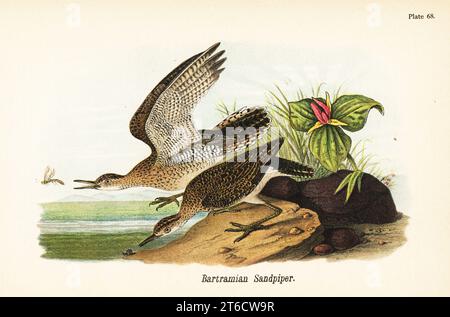 Hochgebirgssandfänger, Bartramia longicauda. Batramian oder Bartram Sandpiper. Chromolithographie nach einer ornithologischen Illustration von John James Audubon aus dem Benjamin Harry Warrens Report on the Birds of Pennsylvania, E.K. Mayers, Harrisburg, 1890. Stockfoto