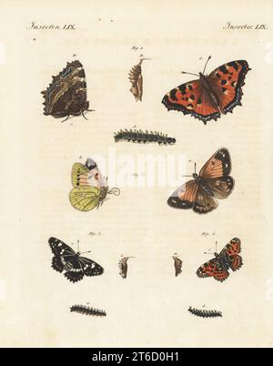 Große Schildkrötenmaus, Nymphalis Polychloros 1, blass trübe Gelb, Colias hyale 2, weißer Admiral, Limenitis camilla 3 und MAP Butterfly, Araschnia levana 4. Pupa, Raupe und Schmetterling. Handfarbene Kupferplattengravierung aus Bilderbuch fur Kinder (Bilderbuch für Kinder) von Carl Bertuch, Weimar, 1810. Eine Enzyklopädie mit 12 Bänden für Kinder, illustriert mit fast 1.200 gravierten Platten über Naturgeschichte, Wissenschaft, Kostüm, Mythologie usw., Veröffentlicht von 1790-1830. Stockfoto