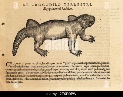 Krokodilarten, möglicherweise das Raubkrokodil Crocodylus palustris, vom Iran bis Indien. Fantasievolles Bild einer Chimäre. De Crocodilo Terrestri, Aegyptico vel Arabico. Holzschnitt nach einer Illustration von Lucas Schan und Conrad Gessner aus Conrad Gessners Historiae Animalium, de Quadrupedibus Oviparis, Frankfurt, Wechel für Cambier, 1586. Stockfoto