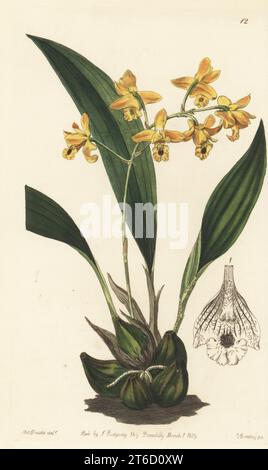 Bifrenaria vitellina Orchidee. Brasilianisches Epiphyt importiert von Gärtnerin George Loddiges. Gelbes Racemose maxillaria, Maxillaria vitellina. Handkolorierter Kupferstich von George Barclay nach einer botanischen Illustration von Sarah Drake aus dem Edwards Botanical Register, herausgegeben von John Lindley, herausgegeben von James Ridgway, London, 1839. Stockfoto