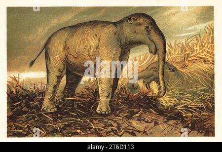 Deinotherium giganteum, großer ausgestorbener prähistorischer Verwandter moderner Elefanten, die vom mittleren Miozän bis zum frühen Pleistozän lebten. Dinotherium giganteum Kaup. Farbige Illustration von F. John von Wilhelm Bolsches Tiere der Urwelt, Reichardt Cocoa Company, Hamburg, 1908. Stockfoto