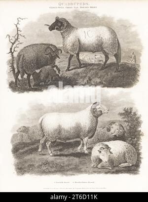 Norfolk Horn, Ovis aries, Schafe, Schafe und Lämmer der vom Aussterben bedrohten britischen Schwarzgesichter-Rasse 1. Hertfordshire, Ovis aries, Schafe, Schafe und Lämmer der ausgestorbenen britischen Kurzwolle 2. Copperplate-Gravur von J. Scott nach Sydenham Edwards von Abraham Rees' Cyclopedia oder Universal Dictionary of Arts, Sciences and Literature, Longman, Hurst, Rees, Orme, Paternoster Row, London, 1. Januar 1808. Stockfoto