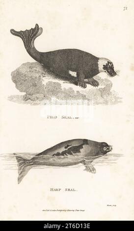 Bedrohte Mittelmeermönchrobbe, Monachus monachus (als Pute Seehunde var., Phoca bicolor) und Harfenrobbe oder Grönlandrobbe, Pagophilus groenlandicus (Phoca groenlandica). Kupferstich von James Heath aus George Shaws General Zoology: Mammalia, G. Kearsley, Fleet Street, London, 1800. Stockfoto