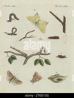 Schwalbenschwanz-Motte, Ourapteryx sambucaria 1, und Muscheleiche, Crocallis elinguaria 2. Mit Raupe und Puppe. Handfarbene Kupferplattengravierung aus Bilderbuch fur Kinder (Bilderbuch für Kinder) von Carl Bertuch, Weimar, 1810. Eine Enzyklopädie mit 12 Bänden für Kinder, illustriert mit fast 1.200 gravierten Platten über Naturgeschichte, Wissenschaft, Kostüm, Mythologie usw., veröffentlicht von 1790-1830. Stockfoto