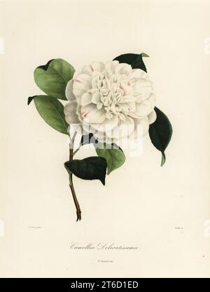 Camellia japonica, Camellia delikat. Handkolorierter Kupferstich von Oudet nach einer botanischen Illustration von Johann Jakob Jung von Lorenzo Berleses Iconographie du Genre Camellia, ou description et figures des camellia les plus beaux et les plus rares, Paris, 1841. Stockfoto