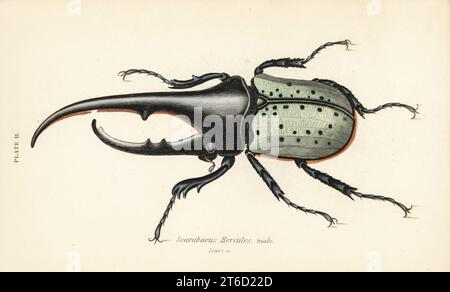 Herkules Käfer, männlich, Dynastes herkules, Scarabäus herkules. Handkolorierter Stahlstich von William Lizars aus James Duncans Natural History of Beetles, in der Sir William Jardines Naturalists Library, W.H, Lizars, Edinburgh, 1835. James Duncan war ein schottischer Zoologe und Entomologe von 1804 bis 1861. Stockfoto