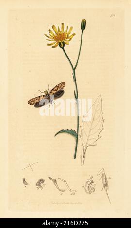 Goldgesprenkelte Kleidermotte, Nemaxera betulinella und Holzkraut, Hieracium sylvaticum. Als Rindenkleider-Motte, Tinea corticella. Handkoloriertes Kupferstich, gezeichnet und graviert von John Curtis für seine eigene britische Entomologie, als Illustrationen und Beschreibungen der Genera of Insects found in Great Britain and Ireland, London, 1834. Curtis (1791 1862) war ein Entomologe, Illustrator, Kupferstecher und Verleger. Stockfoto