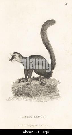 Mungo Lemur, Eulemur mongoz. Kritisch gefährdet. Wolllemur, Lemur mongoz. Nach einer Illustration von Jacques de Seve für den Comte de Buffon. Kupferstich von James Heath aus George Shaws General Zoology: Mammalia, G. Kearsley, Fleet Street, London, 1800. Stockfoto