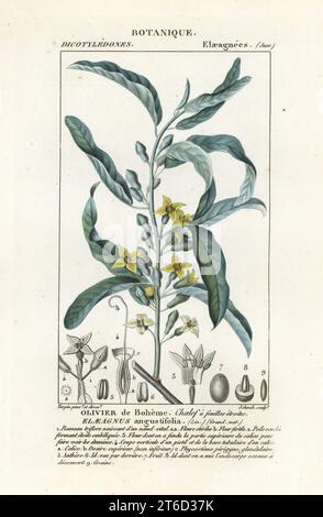 Silberbeere oder Oleaster, olivier de Boheme, Elaeagnus angustifolia. Handfarbige Kupferstichgravur von Antoine Laurent de Jussieus Dizionario delle Scienze NATURALI, Wörterbuch der Naturwissenschaften, Florenz, Italien, 1837. Von Schmelz gravierte Illustration, gezeichnet und geleitet von Pierre Jean-Francois Turpin, herausgegeben von Batelli e Figli. Turpin (1775-1840) gilt als einer der größten französischen Botanischen Illustratoren des 19. Stockfoto