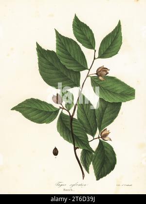 Buche, Fagus sylvatica. Handkolorierte Lithographie von Endicott nach einer botanischen Illustration von John Torreys A Flora of the State of New York, Carroll and Cook, Albany, 1843. Die Platten wurden von John Torrey, Agnes Mitchell, Elizabeth Paoley und Swinton gezeichnet. John Torrey war ein US-amerikanischer Botaniker, Chemiker und Arzt von 1796 bis 1873. Stockfoto