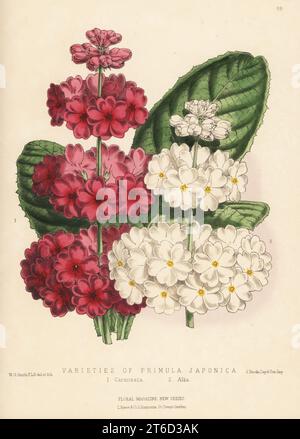 Sorten von japanischer Primel oder japanischer Kuhschlappen, Primula japonica: Carminata 1 und Alba 2. Geschickt von William Bull Handkolorierte botanische Illustration, gezeichnet und lithographiert von Worthington George Smith aus Henry Honywood Dombrain's Floral Magazine, New Series, Band 2, L. Reeve, London, 1873. Lithografie gedruckt von Vincent Brooks, Day & Son. Stockfoto