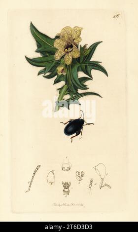 Blattkäfer, Psylliodes chalcomerus (Macrocnema unimaculata), Uber den gewöhnlichen Henbane, Hyoscyamus niger. Handkoloriertes Kupferstich, gezeichnet und graviert von John Curtis für seine eigene britische Entomologie, als Illustrationen und Beschreibungen der Genera of Insects found in Great Britain and Ireland, London, 1834. Curtis (1791 1862) war ein Entomologe, Illustrator, Kupferstecher und Verleger. Stockfoto