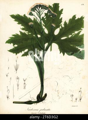 Arctic Sweet Coltsfoot oder Arctic Butterbur, Petasites frigidus var. Palmatus (Sweet Coltsfoot, Nardosmia palmata). Handkolorierte Lithographie von Endicott nach einer botanischen Illustration von John Torreys A Flora of the State of New York, Carroll and Cook, Albany, 1843. Die Platten wurden von John Torrey, Agnes Mitchell, Elizabeth Paoley und Swinton gezeichnet. John Torrey war ein US-amerikanischer Botaniker, Chemiker und Arzt von 1796 bis 1873. Stockfoto