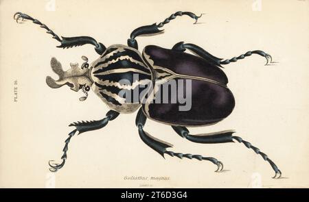 Goliathus goliatus (Goliathus magnus). Handkolorierter Stahlstich von William Lizars aus James Duncans Natural History of Beetles, in der Sir William Jardines Naturalists Library, W.H, Lizars, Edinburgh, 1835. James Duncan war ein schottischer Zoologe und Entomologe von 1804 bis 1861. Stockfoto