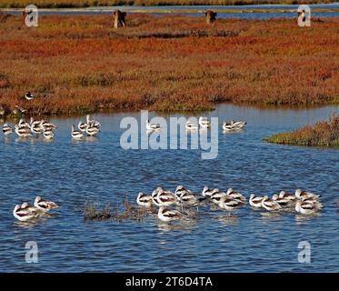 Küstenvögel entlang der San Francisco Bay, Kalifornien Stockfoto