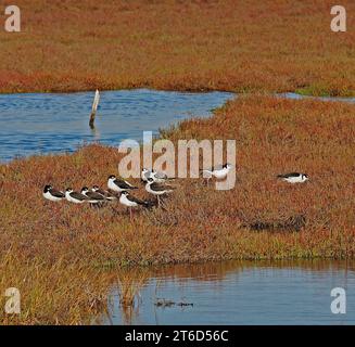 Küstenvögel entlang der San Francisco Bay, Kalifornien Stockfoto