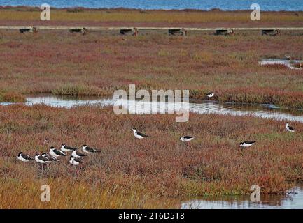 Küstenvögel entlang der San Francisco Bay, Kalifornien Stockfoto