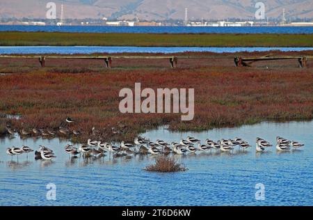 Küstenvögel entlang der San Francisco Bay, Kalifornien Stockfoto